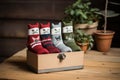 wool socks in a gift box with a cat peeking inside Royalty Free Stock Photo