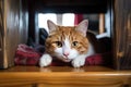 wool socks on a wooden table, cat curiously peeking over edge Royalty Free Stock Photo