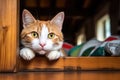 wool socks on a wooden table, cat curiously peeking over edge Royalty Free Stock Photo