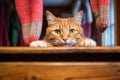 wool socks on a wooden table, cat curiously peeking over edge Royalty Free Stock Photo