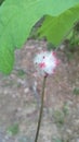 Wool sower wasp gall on oak stem