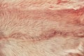 Wool texture of African camel. Camel skin texture. Brown camel fur background, close-up Royalty Free Stock Photo