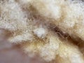 Wool from an ugg boot