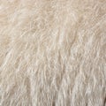 Wool of a white goat as an abstract background Royalty Free Stock Photo