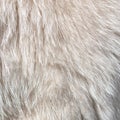 Wool of a white goat as an abstract background Royalty Free Stock Photo