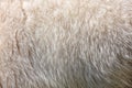 Wool of a white goat as an abstract background Royalty Free Stock Photo