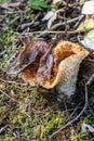 Wooley Chanterelle Royalty Free Stock Photo