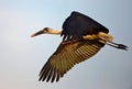 Wooley neck stork in flight Royalty Free Stock Photo