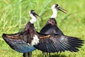 Wooley Necked Stork Birds Royalty Free Stock Photo