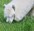 Woolly Alpaca eating in the grass