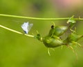 Woolly Aphid Bug Looks Like Blue Lint Fluff