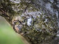 Woolly aphids sucking sap from woody stem