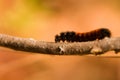 Woolly Bear Caterpillar Royalty Free Stock Photo