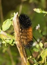 Woolly bear caterpillar Royalty Free Stock Photo