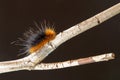 Woolly bear caterpillar Royalty Free Stock Photo