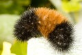 Woolly bear caterpillar Royalty Free Stock Photo