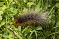 Woolly Bear caterpillar of the Garden Tiger Moth Royalty Free Stock Photo