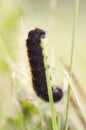 Woolly bear eating grass Royalty Free Stock Photo