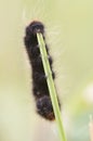 Woolly bear eating grass Royalty Free Stock Photo