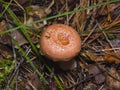 Woolly or bearded milkcap, Lactarius torminosus, mushroom in forest, close-up, selective focus, shallow DOF Royalty Free Stock Photo