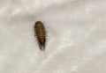 Woolly bears, Carpet Beetle, Anthrenus scrophularieae, Buffalo moth