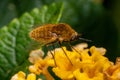 Woolly Bee fly on yellow flower. Royalty Free Stock Photo