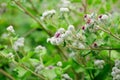 Woolly Burdock (Arctium Tomentosum) Royalty Free Stock Photo