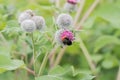 Woolly burdock Arctium tomentosum, flower with bumblebee