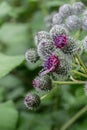 Woolly burdock Arctium tomentosum, flowers and buds in close-up