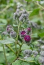 Woolly burdock Arctium tomentosum, purple-red flowers and buds