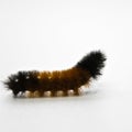 Woolly Caterpillar