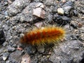 Woolly Caterpillar on Concrete