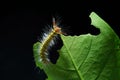 Woolly caterpillar Royalty Free Stock Photo