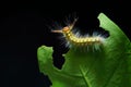 Woolly caterpillar Royalty Free Stock Photo