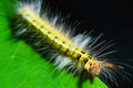 Woolly caterpillar Royalty Free Stock Photo