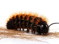 Woolly Caterpillar Royalty Free Stock Photo