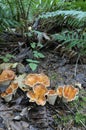 Woolly Chanterelle Gomphus floccosus with ferns