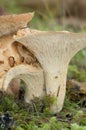 Woolly Chanterelle Gomphus floccosus mushrooms