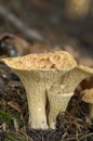 Woolly Chanterelle Gomphus floccosus mushrooms showing gills
