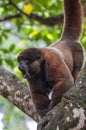 Woolly (chorongo) monkey in the Amazonia Royalty Free Stock Photo