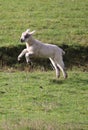 Woolly coated baby English lambs
