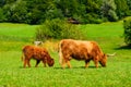 Woolly cow and calf. Cattle. Animals on a farm. Agriculture. Rural view.