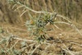 Woolly distaff thistle, Carthamus lanatus