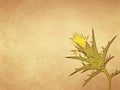 Woolly distaff thistle or saffron thistle on old paper background