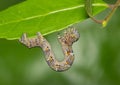 Woolly gray caterpillar (Lycia ypsilon) insect on Yaupon Holly Ilex Vomitoria plant.