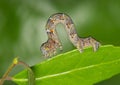 Woolly gray caterpillar (Lycia ypsilon) insect on Yaupon Holly Ilex Vomitoria plant.