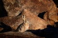 Woolly hare, Lepus oiostolus, in the nature habitat, winter condition in the rock. Woolly hare from Hemis NP, Ladakh, India. Royalty Free Stock Photo