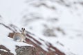 Woolly hare, Lepus oiostolus, in the nature habitat, winter condition with snow. Woolly hare from Hemis NP, Ladakh, India. Animal Royalty Free Stock Photo