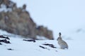 Woolly hare, Lepus oiostolus, in the nature habitat, winter condition with snow. Woolly hare from Hemis NP, Ladakh, India. Animal Royalty Free Stock Photo