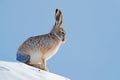 Woolly hare, Lepus oiostolus, in the nature habitat, winter condition with snow. Woolly hare from Hemis NP, Ladakh, India. Animal Royalty Free Stock Photo